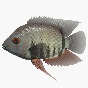 Banded cichlid