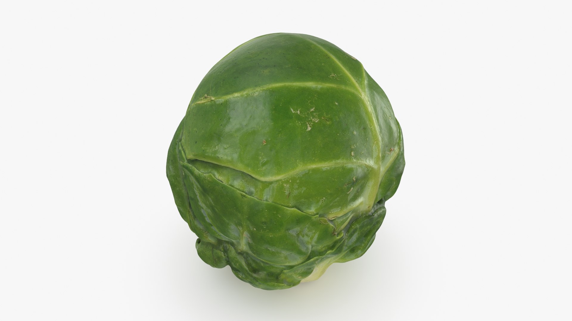 3D Brussels Sprout 06 model https://p.turbosquid.com/ts-thumb/Bv/FksE61/3r/brusselssprout06_b0016/jpg/1734598687/1920x1080/fit_q87/8cb6df3d9f441b7966ecf899865a259e95cc4e20/brusselssprout06_b0016.jpg