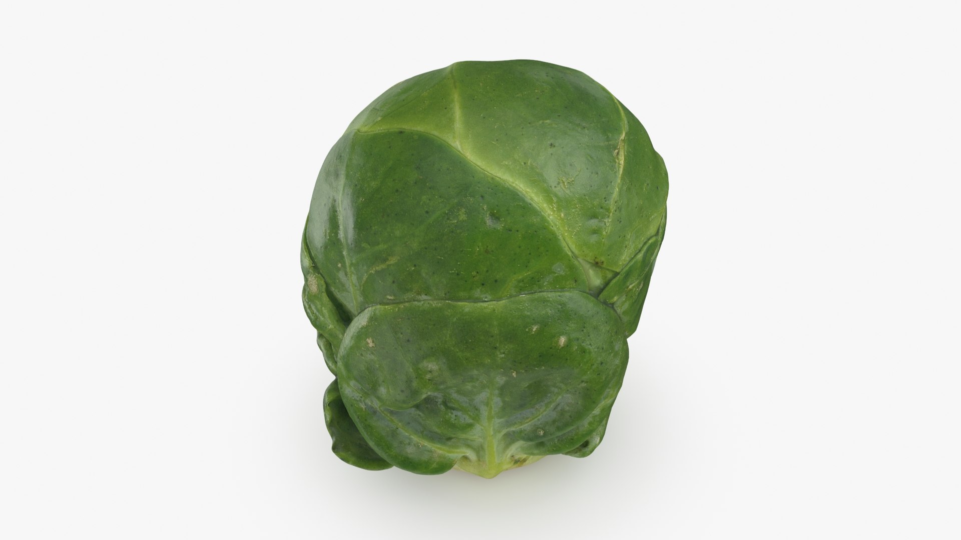 3D Brussels Sprout 06 model https://p.turbosquid.com/ts-thumb/Bv/FksE61/4Y/brusselssprout06_b0008/jpg/1734598685/1920x1080/fit_q87/c42bf03b33c81fbb8c89b248f0b434bbd5c9f6e4/brusselssprout06_b0008.jpg