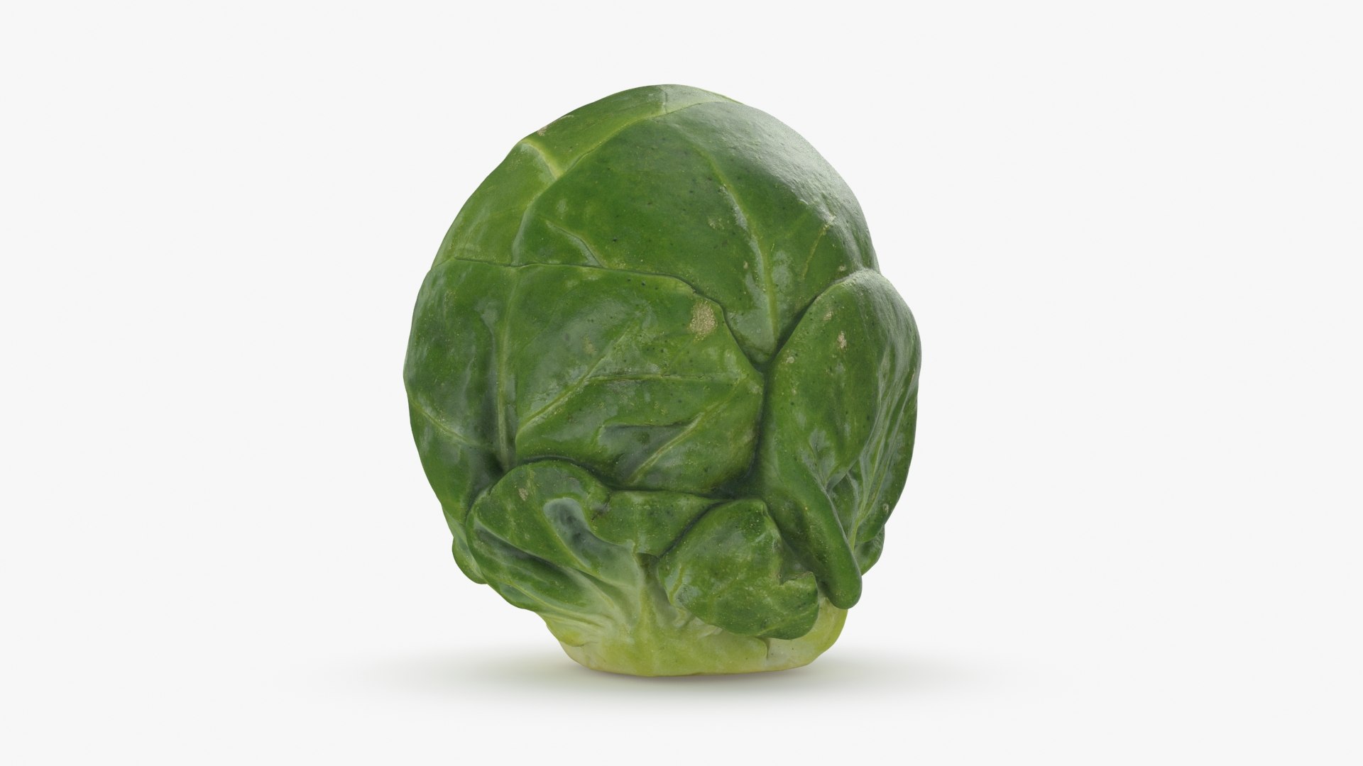 3D Brussels Sprout 06 model https://p.turbosquid.com/ts-thumb/Bv/FksE61/Bp/brusselssprout06_b0006/jpg/1734598685/1920x1080/fit_q87/6b0d472d9b4eb587f54b9eb802e0f0d93c264618/brusselssprout06_b0006.jpg