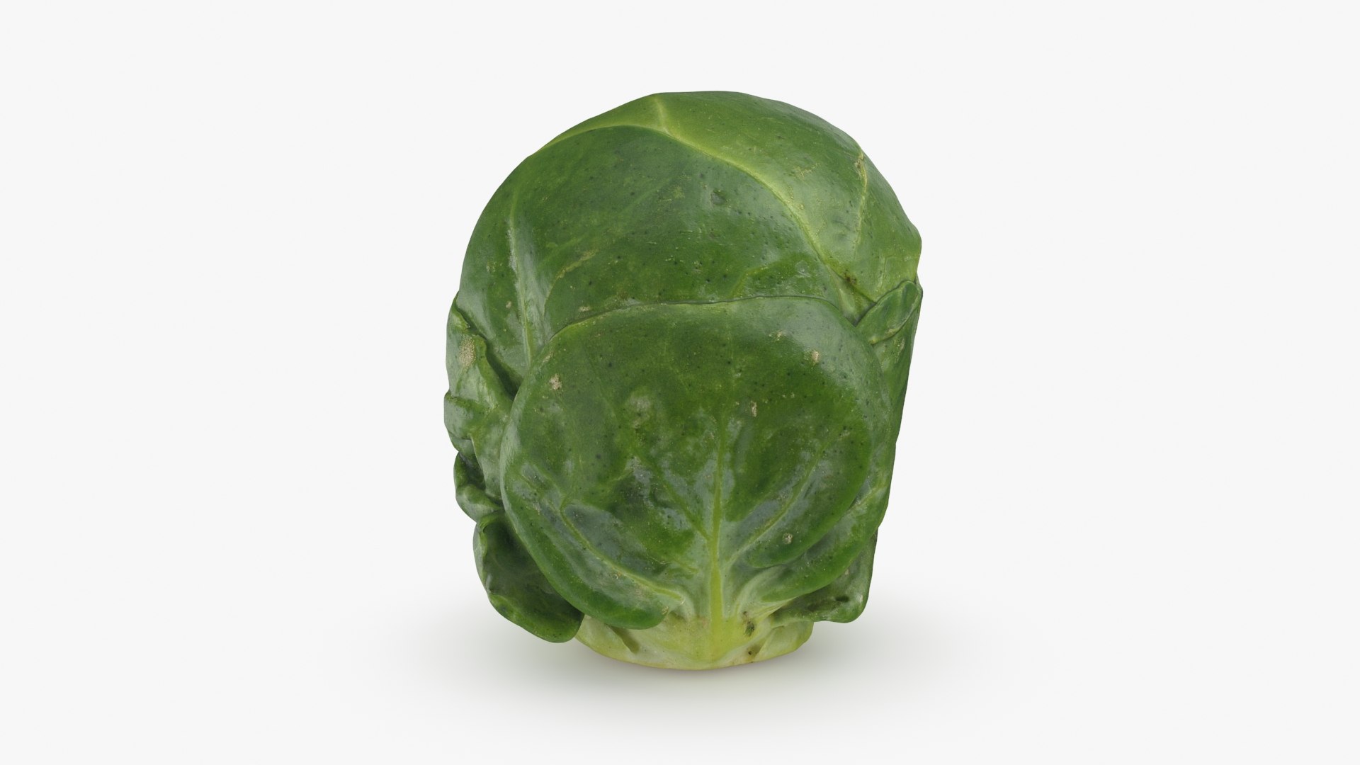 3D Brussels Sprout 06 model https://p.turbosquid.com/ts-thumb/Bv/FksE61/Ew/brusselssprout06_b0017/jpg/1734598688/1920x1080/fit_q87/78d487ce2f7e83f3790c7d454ef0933c7f2d3907/brusselssprout06_b0017.jpg