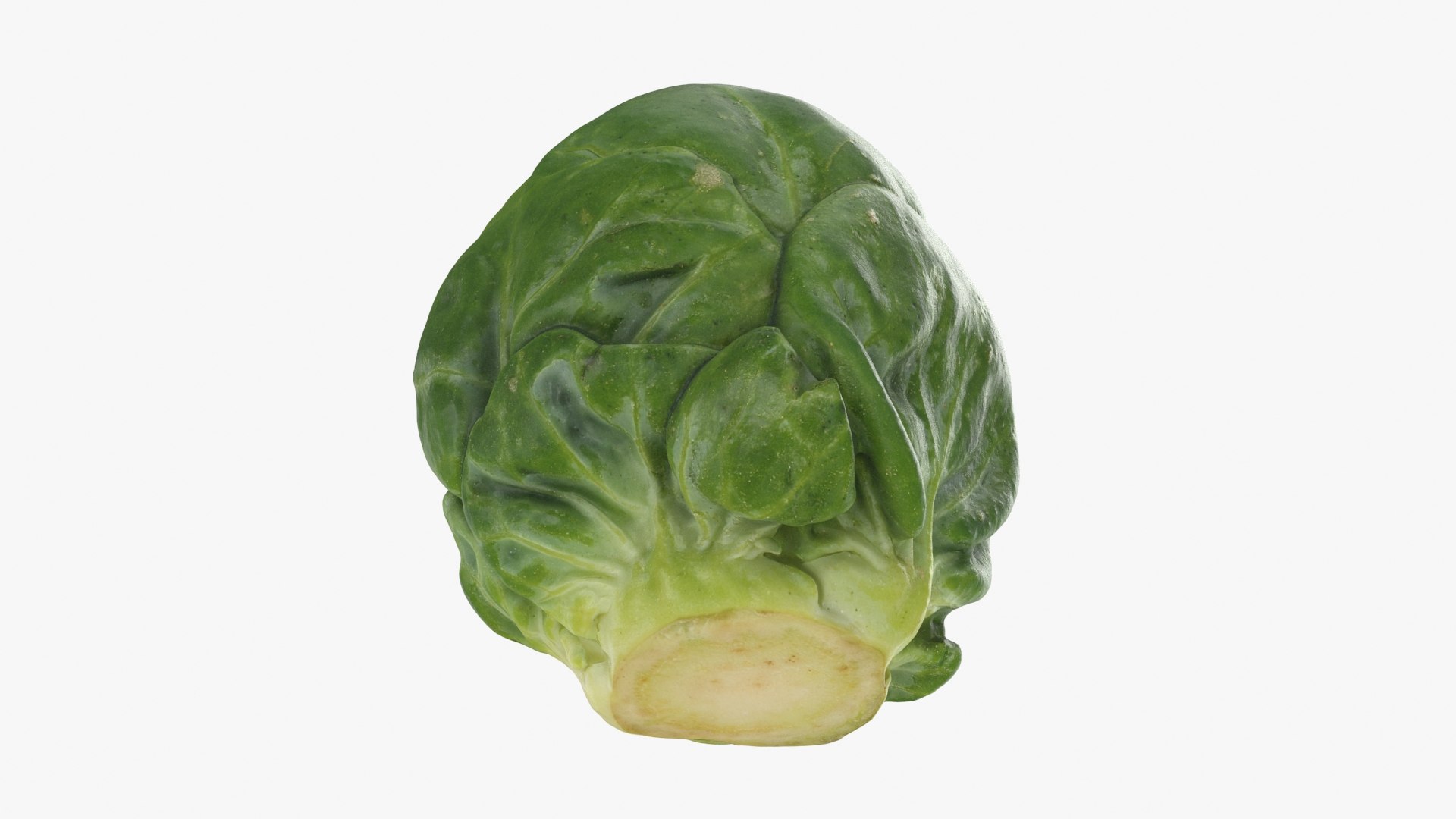 3D Brussels Sprout 06 model https://p.turbosquid.com/ts-thumb/Bv/FksE61/O7/brusselssprout06_b0020/jpg/1734598690/1920x1080/fit_q87/a0849a89bdc8409b7cc9e74d872182494350da29/brusselssprout06_b0020.jpg