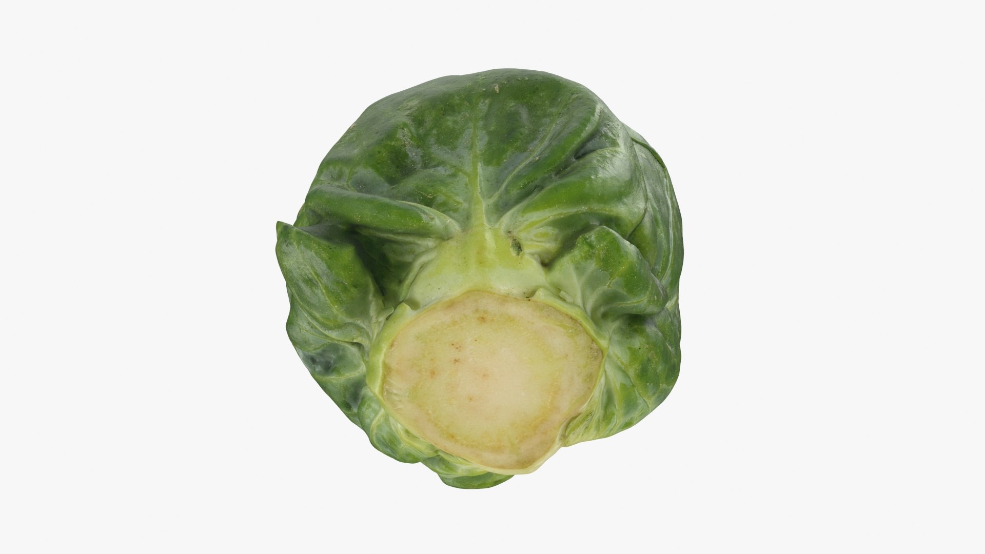 3D Brussels Sprout 06 model https://p.turbosquid.com/ts-thumb/Bv/FksE61/Sv/brusselssprout06_b0024/jpg/1734598692/1920x1080/fit_q87/c95ab03b8b61a2d56efa8e4bb4274a2e61331df7/brusselssprout06_b0024.jpg