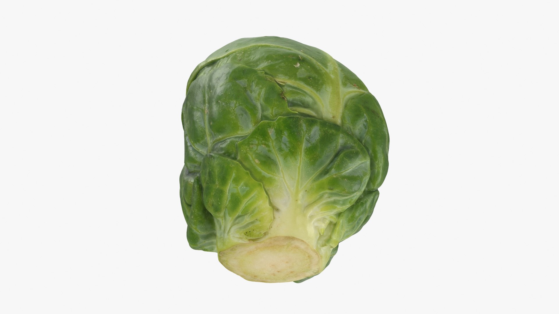 3D Brussels Sprout 06 model https://p.turbosquid.com/ts-thumb/Bv/FksE61/V8/brusselssprout06_b0022/jpg/1734598691/1920x1080/fit_q87/584ae0f1580b0f44c6996c5d9b0ffd805e00e2bc/brusselssprout06_b0022.jpg