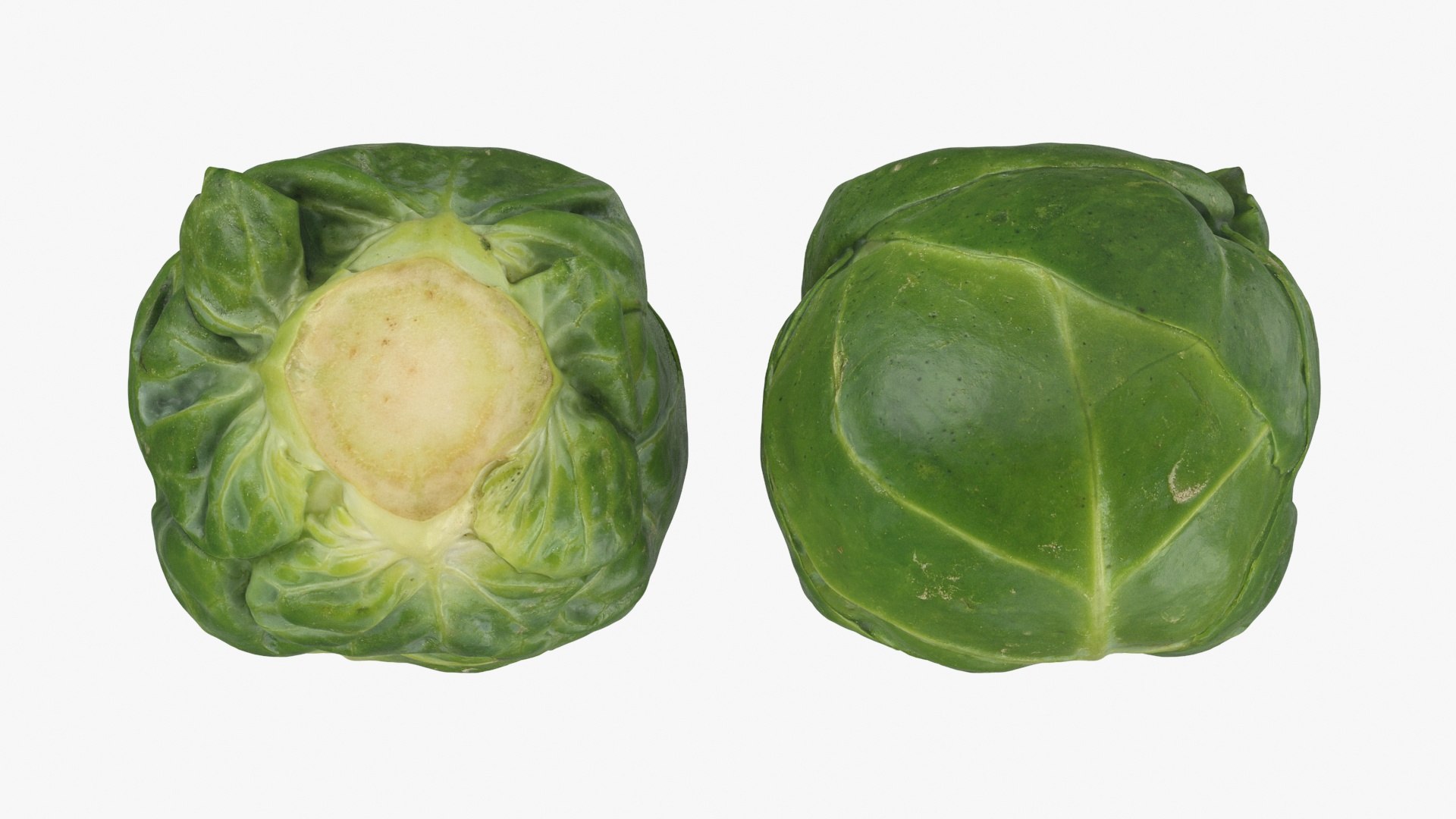 3D Brussels Sprout 06 model https://p.turbosquid.com/ts-thumb/Bv/FksE61/YC/brusselssprout06_a0002/jpg/1734598682/1920x1080/fit_q87/1c4f252c766bdd0ba8dc035d661fc7d9e67cb661/brusselssprout06_a0002.jpg