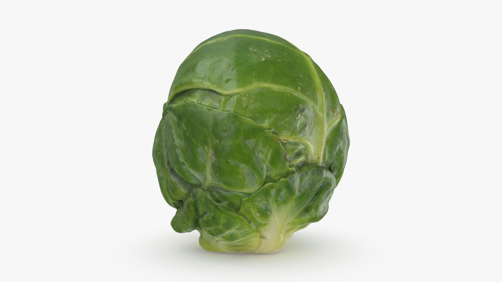 3D Brussels Sprout 06 model https://p.turbosquid.com/ts-thumb/Bv/FksE61/de/brusselssprout06_b0010/jpg/1734598687/1920x1080/fit_q87/14a29f23b0e76af86089e216711c4c2a9b135b2b/brusselssprout06_b0010.jpg