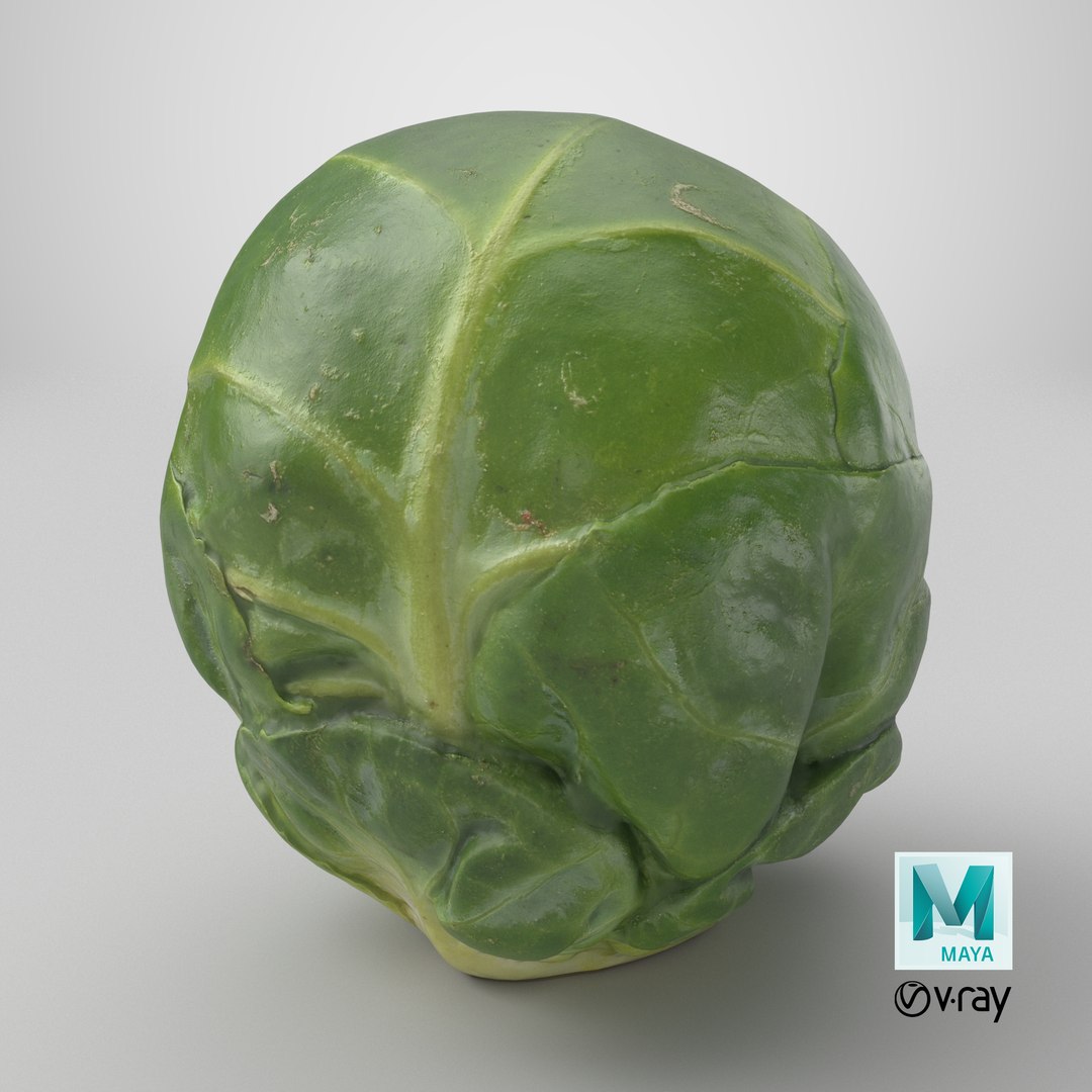 3D Brussels Sprout 06 model https://p.turbosquid.com/ts-thumb/Bv/FksE61/vA/stemcell_maya_vray_render/png/1735579239/1920x1080/fit_q87/3139fecd782b6cc69648b3582248153229c63086/stemcell_maya_vray_render.jpg