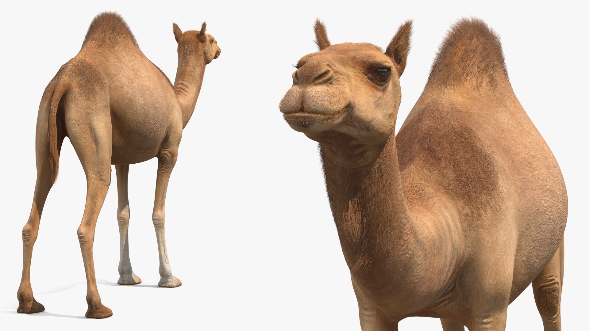 3D Dromedary Camel with Fur https://p.turbosquid.com/ts-thumb/Bv/HOge8x/7x/dromedary_camel_with_fur_008/jpg/1744126353/1920x1080/fit_q87/d1031f503cf458d88c6b636b05a8adde55e10c86/dromedary_camel_with_fur_008.jpg