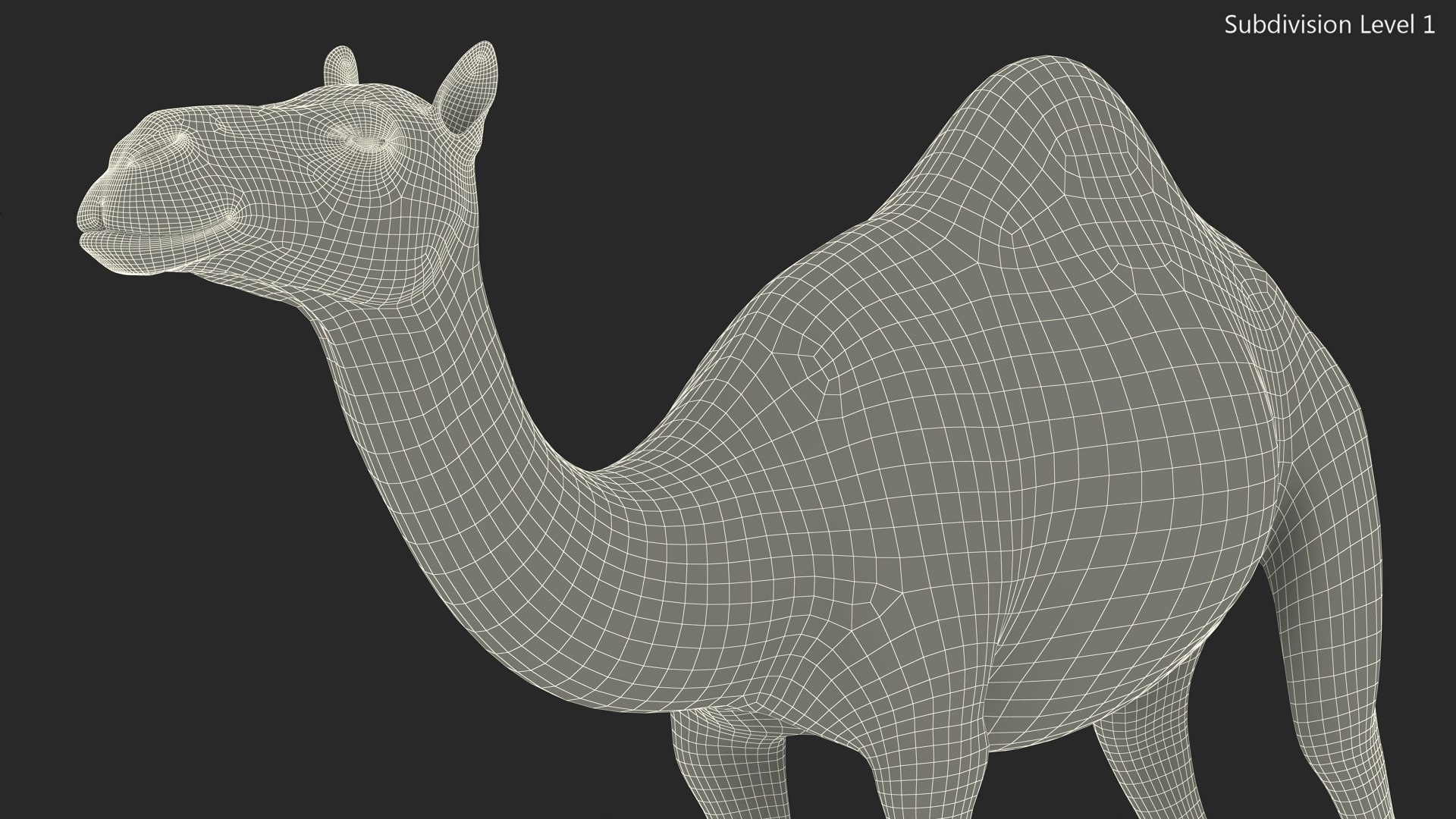 3D Dromedary Camel with Fur https://p.turbosquid.com/ts-thumb/Bv/HOge8x/91/dromedary_camel_with_fur_014/jpg/1744126377/1920x1080/fit_q87/7464f8329d4b44b3be32f01df6455a73c9572c17/dromedary_camel_with_fur_014.jpg