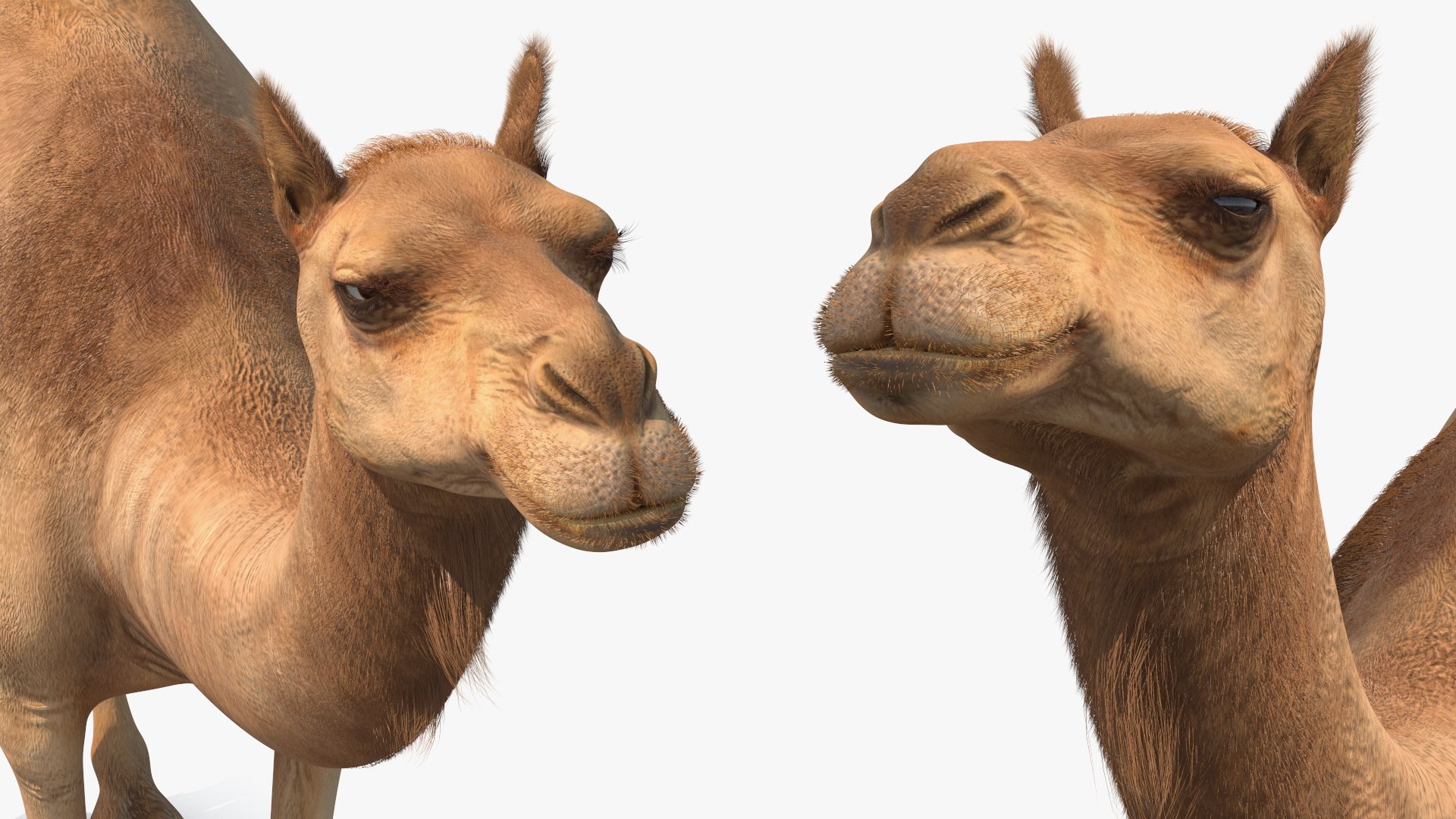 3D Dromedary Camel with Fur https://p.turbosquid.com/ts-thumb/Bv/HOge8x/Fm/dromedary_camel_with_fur_010/jpg/1744126361/1920x1080/fit_q87/69ad4ad733c4bd2424aaa77c8396035280cf2b5c/dromedary_camel_with_fur_010.jpg