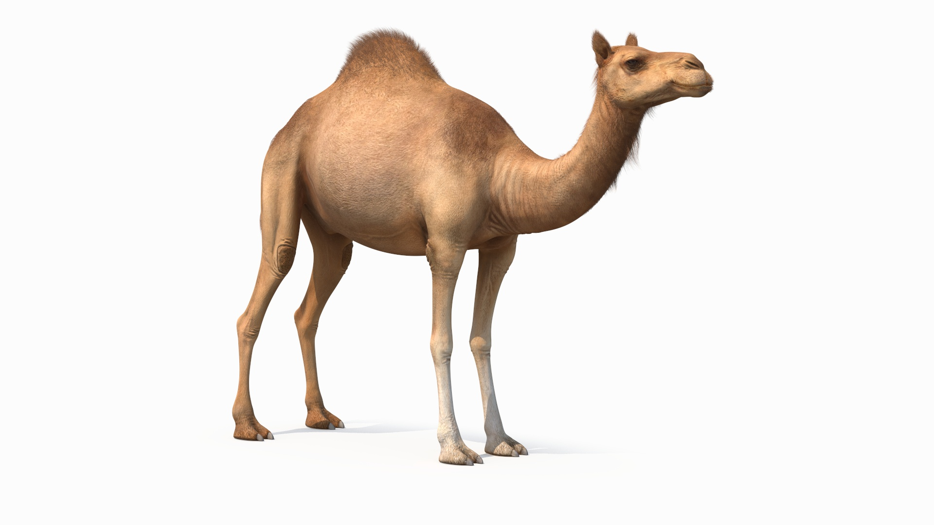 3D Dromedary Camel with Fur https://p.turbosquid.com/ts-thumb/Bv/HOge8x/Gr/dromedary_camel_with_fur_360/jpg/1744126089/1920x1080/turn_fit_q99/72c43c8287d6905eafe341a5367b5a7d1746dadc/dromedary_camel_with_fur_360-1.jpg