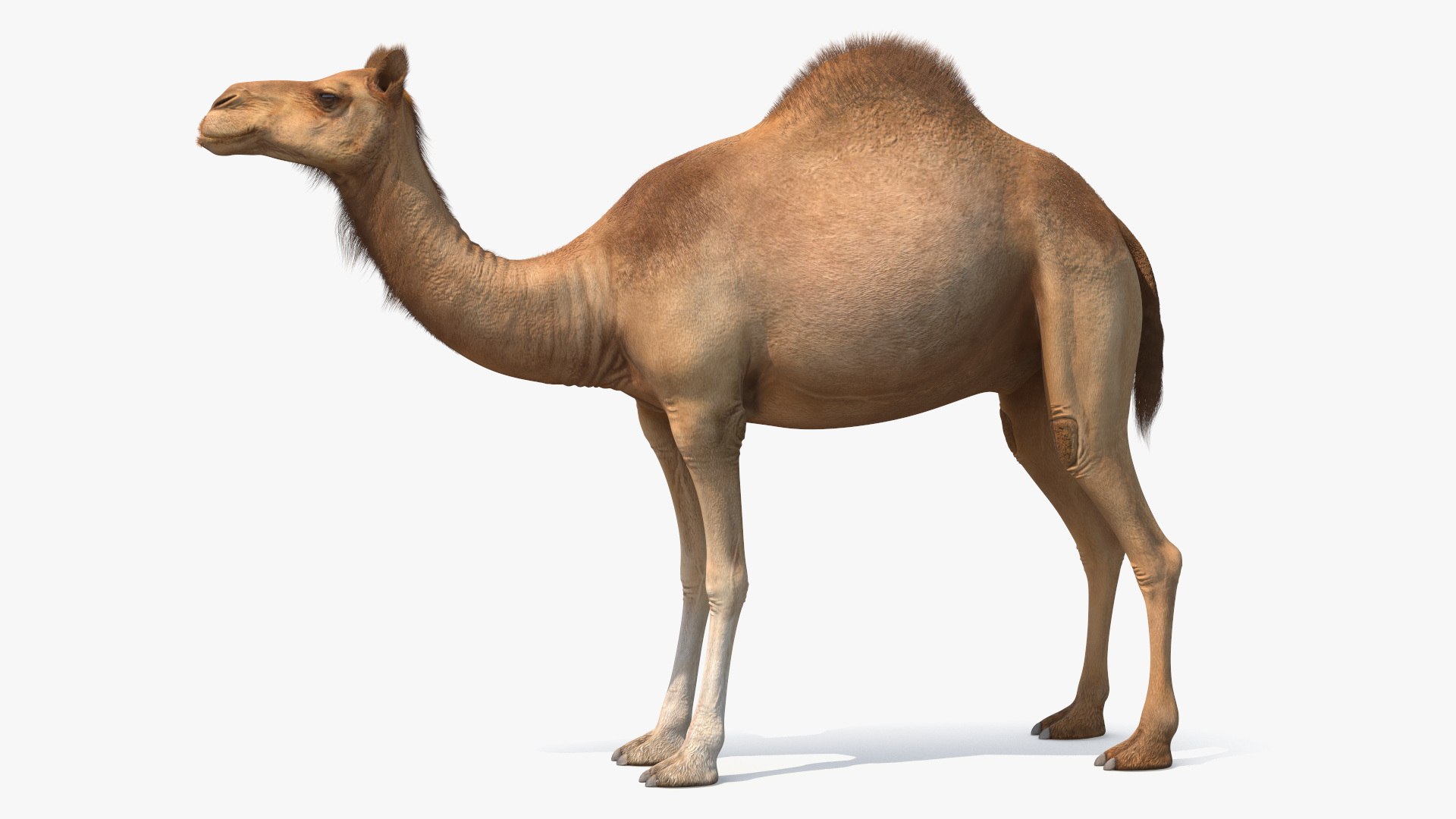 3D Dromedary Camel with Fur https://p.turbosquid.com/ts-thumb/Bv/HOge8x/La/dromedary_camel_with_fur_007/jpg/1744126348/1920x1080/fit_q87/b326fb6177c7f99e4cc1f998c118b4554f86a4ca/dromedary_camel_with_fur_007.jpg