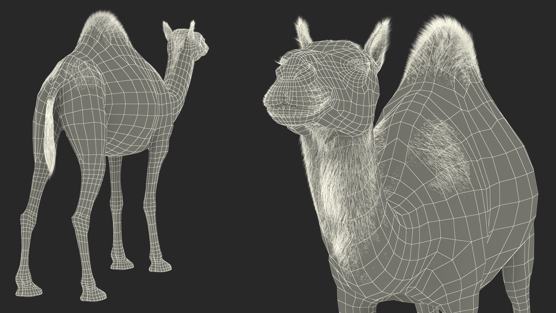 3D Dromedary Camel with Fur https://p.turbosquid.com/ts-thumb/Bv/HOge8x/NY/dromedary_camel_with_fur_019/jpg/1744126399/1920x1080/fit_q87/1a792f09130c89b55d0e56a707ba18e4e4db7fe4/dromedary_camel_with_fur_019.jpg