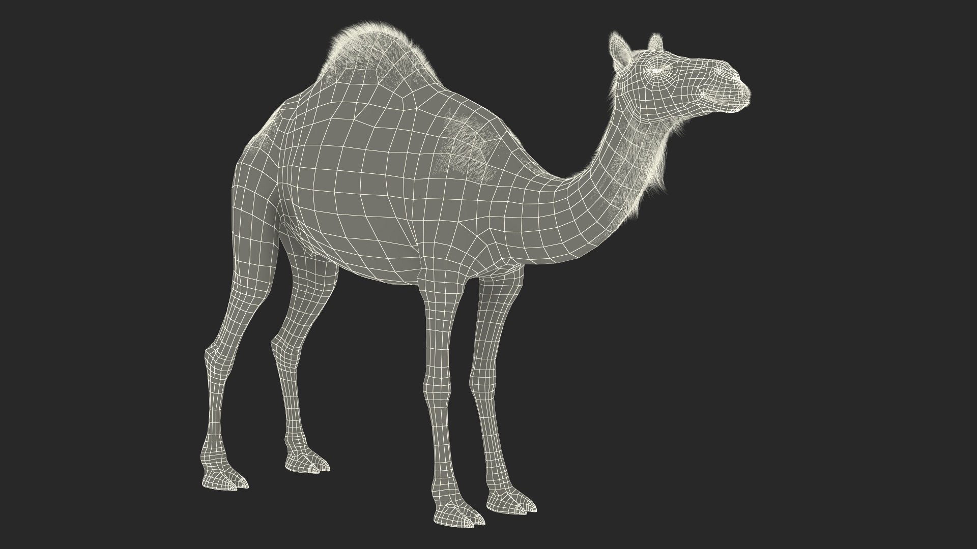 3D Dromedary Camel with Fur https://p.turbosquid.com/ts-thumb/Bv/HOge8x/Qc/dromedary_camel_with_fur_018/jpg/1744126395/1920x1080/fit_q87/ab9d191e1edbf6021dd2bc871d0508e49cd96947/dromedary_camel_with_fur_018.jpg