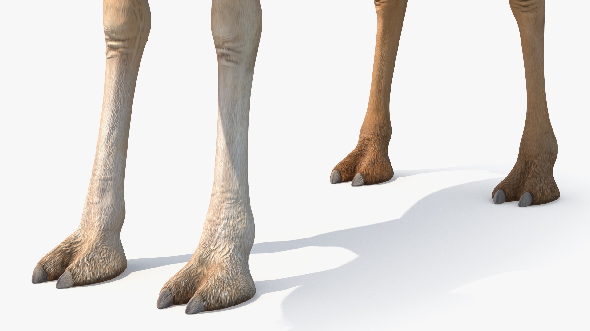 3D Dromedary Camel with Fur https://p.turbosquid.com/ts-thumb/Bv/HOge8x/WX/dromedary_camel_with_fur_011/jpg/1744126365/1920x1080/fit_q87/50dee181a742965a1f4e9ff8232e3266bcdb676e/dromedary_camel_with_fur_011.jpg