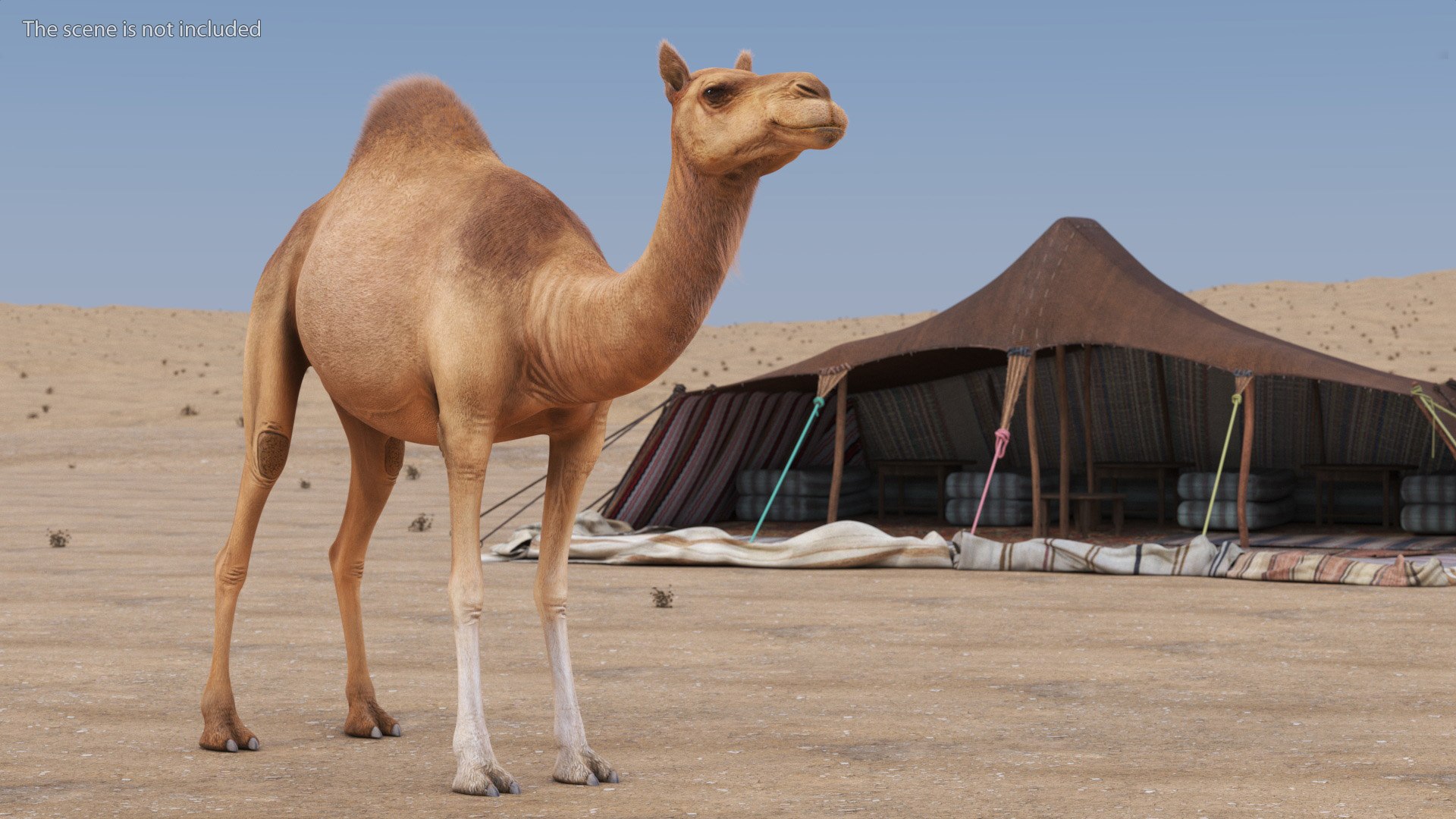 3D Dromedary Camel with Fur https://p.turbosquid.com/ts-thumb/Bv/HOge8x/YN/dromedary_camel_with_fur_002/jpg/1744126084/1920x1080/fit_q87/5dd91638173a2230e0d946d8afd159649f2cea8d/dromedary_camel_with_fur_002.jpg