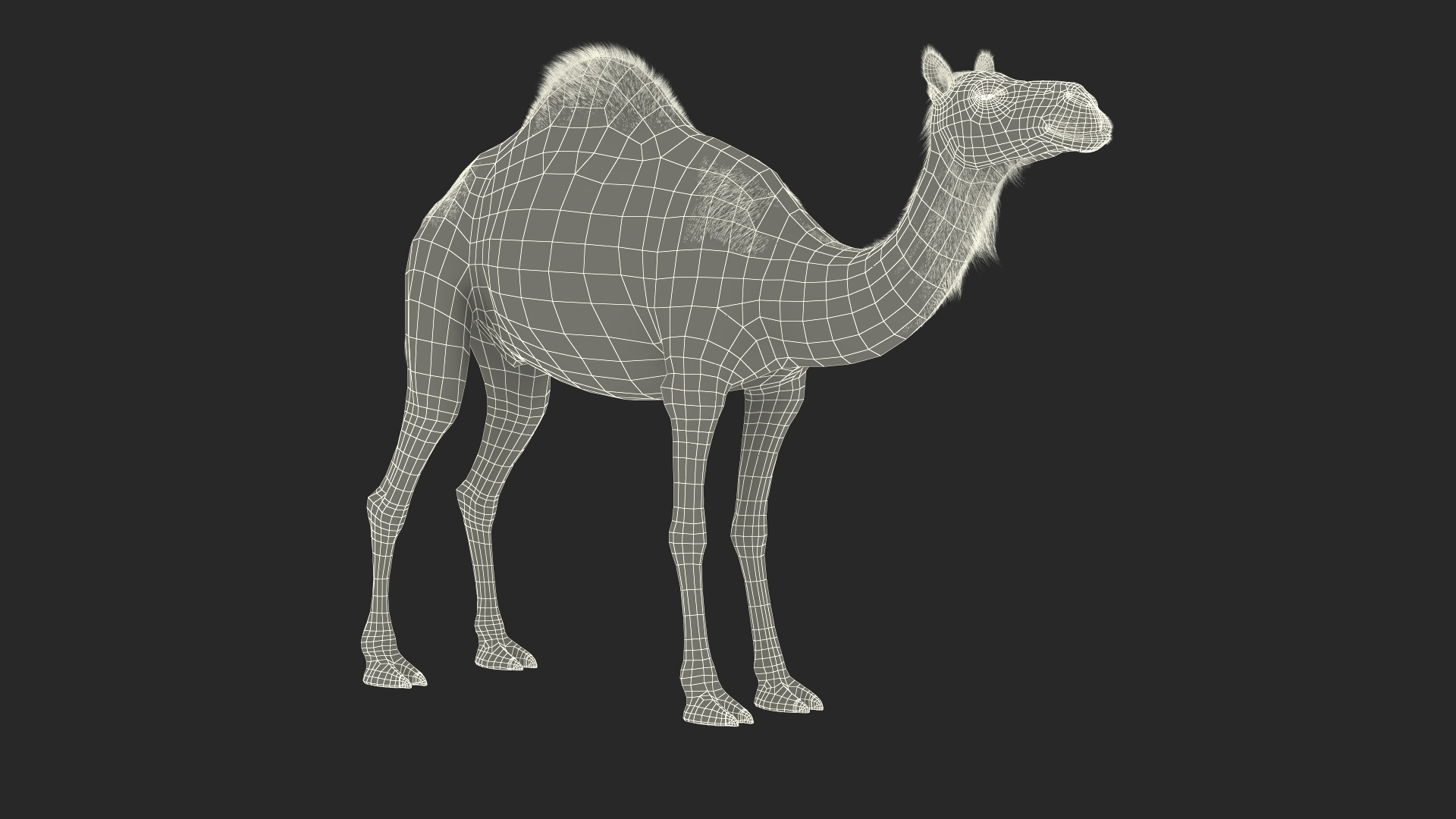3D Dromedary Camel with Fur https://p.turbosquid.com/ts-thumb/Bv/HOge8x/bb/dromedary_camel_with_fur_361/jpg/1744126205/1920x1080/turn_fit_q99/6c120bd85ebdd2dbaaa62cc11c9950453454b85c/dromedary_camel_with_fur_361-1.jpg