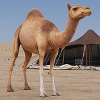Dromedary Camel with Fur