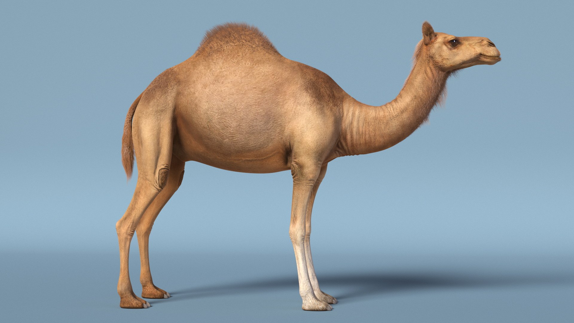 3D Dromedary Camel with Fur https://p.turbosquid.com/ts-thumb/Bv/HOge8x/tZ/dromedary_camel_with_fur_004/jpg/1744126336/1920x1080/fit_q87/83aedf77f111cbd793c2a2c2c39cab7afd84c987/dromedary_camel_with_fur_004.jpg
