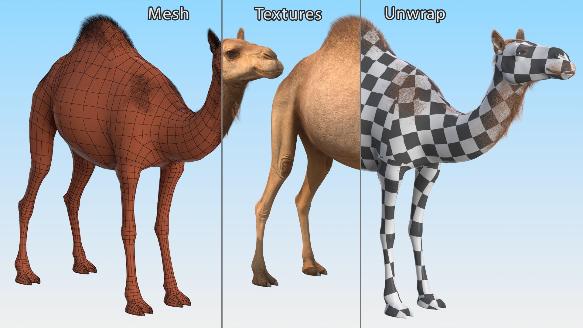 3D Dromedary Camel with Fur https://p.turbosquid.com/ts-thumb/Bv/HOge8x/zD/dromedary_camel_with_fur_012/jpg/1744126369/1920x1080/fit_q87/b73c4444300cb453a1ba1dd49bb7e73e851bd4c0/dromedary_camel_with_fur_012.jpg
