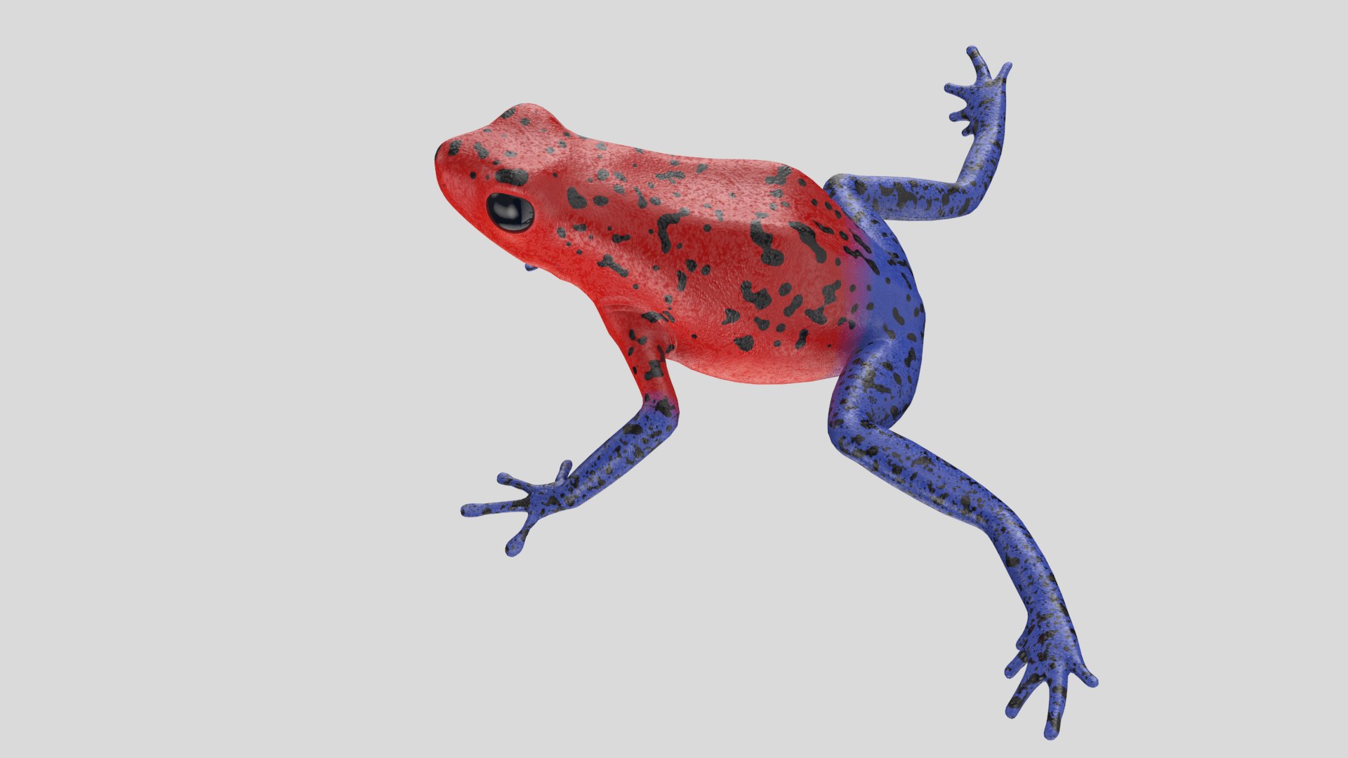 Strawberry Poison Dart Frog 3D Model - TurboSquid 1376188