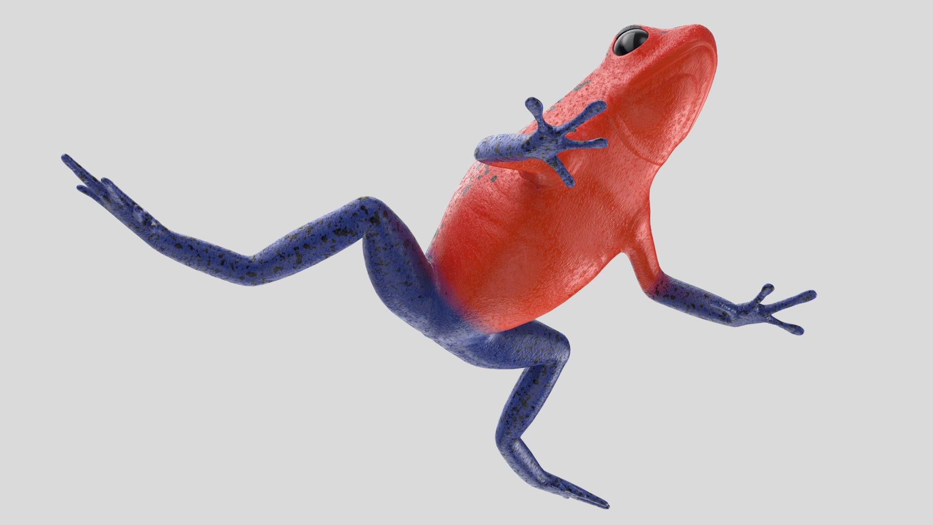 Strawberry Poison Dart Frog 3D Model - TurboSquid 1376188