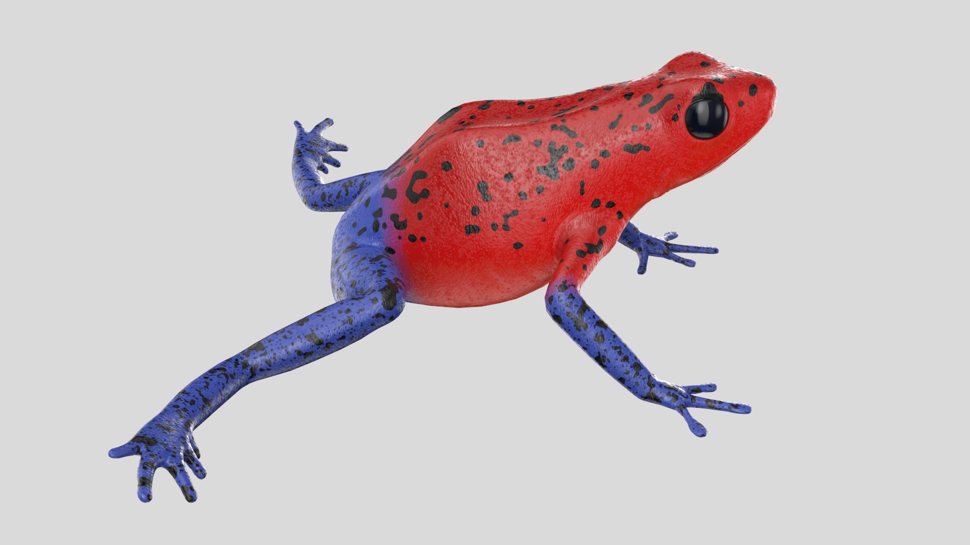 Strawberry Poison Dart Frog 3D Model - TurboSquid 1376188