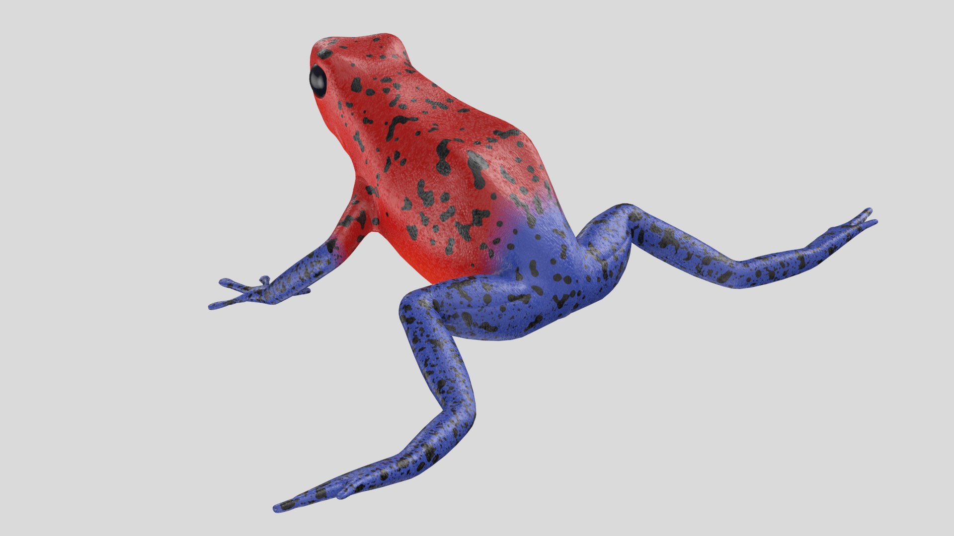 Strawberry Poison Dart Frog 3D Model - TurboSquid 1376188