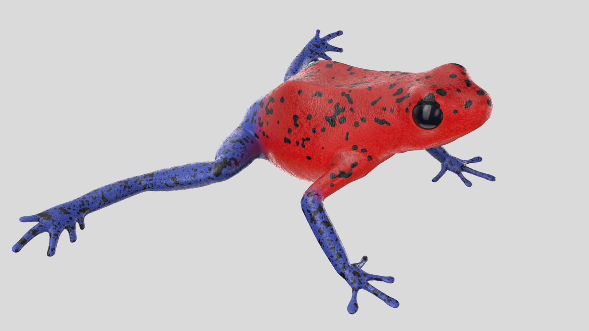 Strawberry Poison Dart Frog 3D Model - TurboSquid 1376188