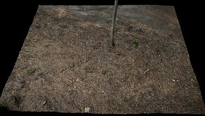 3D forest burned ground broken tree photogrammetry