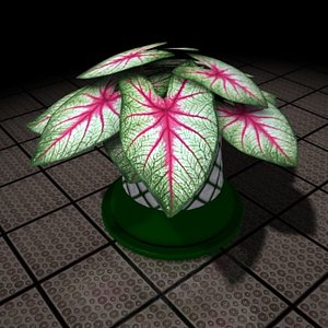 plant Caladium
