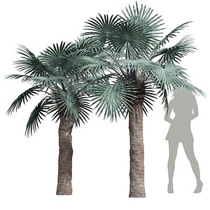 3D BismarckiaNobilisiPalm vray max