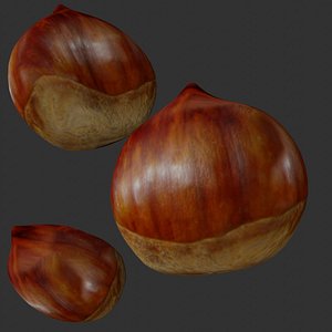 Chest Nut 3D model