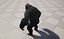 UE5 Gorilla Rigged Fur