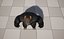UE5 Gorilla Rigged Fur