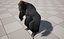 UE5 Gorilla Rigged Fur