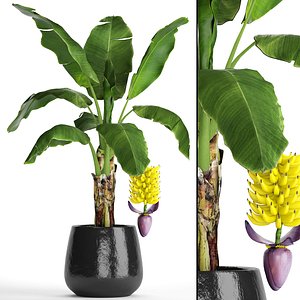 Banana palm with banana fruit