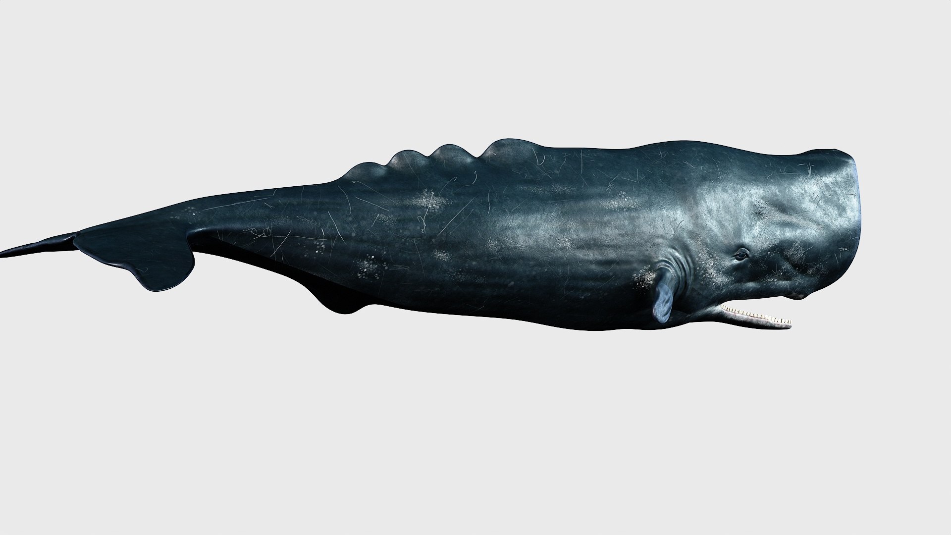 Sperm whale 3D model https://p.turbosquid.com/ts-thumb/Bv/q8f0DW/1C/1_maincamera16animation2final_fullquality_002/jpg/1746287070/1920x1080/fit_q87/41cc59980fc1cc6614588d635c1ad6fe28fbd5b3/1_maincamera16animation2final_fullquality_002.jpg