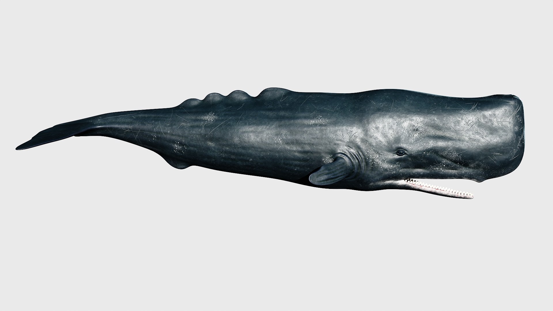 Sperm whale 3D model https://p.turbosquid.com/ts-thumb/Bv/q8f0DW/2R/1_maincamera16animation2final_fullquality_028/jpg/1746287086/1920x1080/fit_q87/2d31a9ac32873dfecf527d92aa682ccbf9e4ed7c/1_maincamera16animation2final_fullquality_028.jpg