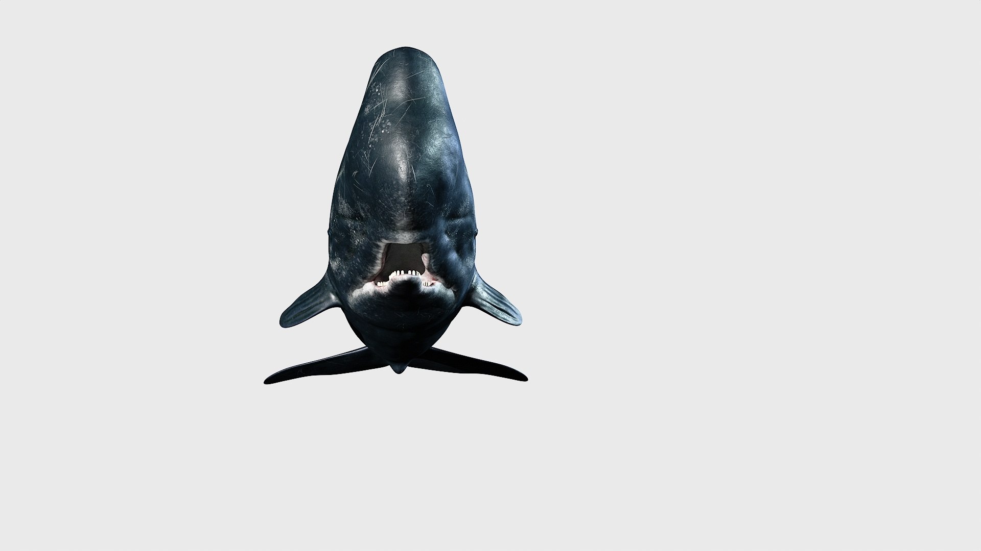 Sperm whale 3D model https://p.turbosquid.com/ts-thumb/Bv/q8f0DW/3Z/1_maincamera16animation2final_fullquality_018/jpg/1746287079/1920x1080/fit_q87/7caf11e1ef9013b41e34ef7f4e43e4dd84968911/1_maincamera16animation2final_fullquality_018.jpg