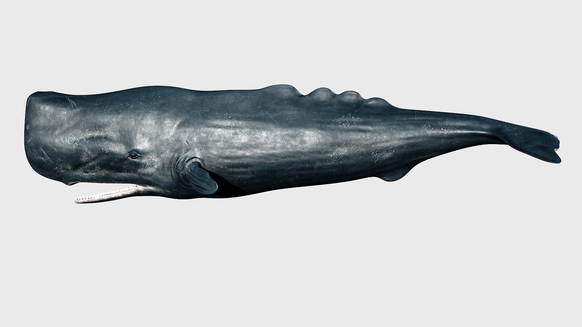 Sperm whale 3D model https://p.turbosquid.com/ts-thumb/Bv/q8f0DW/3b/1_maincamera16animation2final_fullquality_011/jpg/1746287075/1920x1080/fit_q87/8d4fcb382c1ec04f031d6177d447837974d3bf30/1_maincamera16animation2final_fullquality_011.jpg