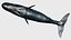 Sperm whale