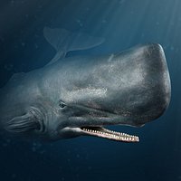 Sperm whale