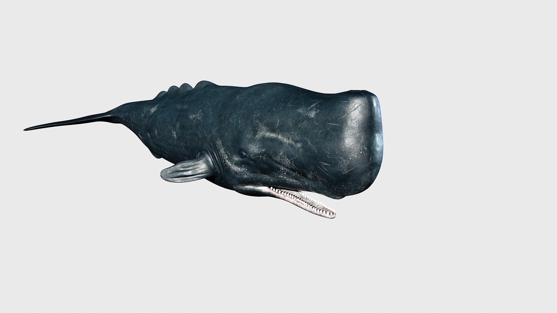 Sperm whale 3D model https://p.turbosquid.com/ts-thumb/Bv/q8f0DW/VA/1_maincamera16animation2final_fullquality_015/jpg/1746287078/1920x1080/fit_q87/0685fac651cfa88699ef6b8dc72463ad02eef2fa/1_maincamera16animation2final_fullquality_015.jpg