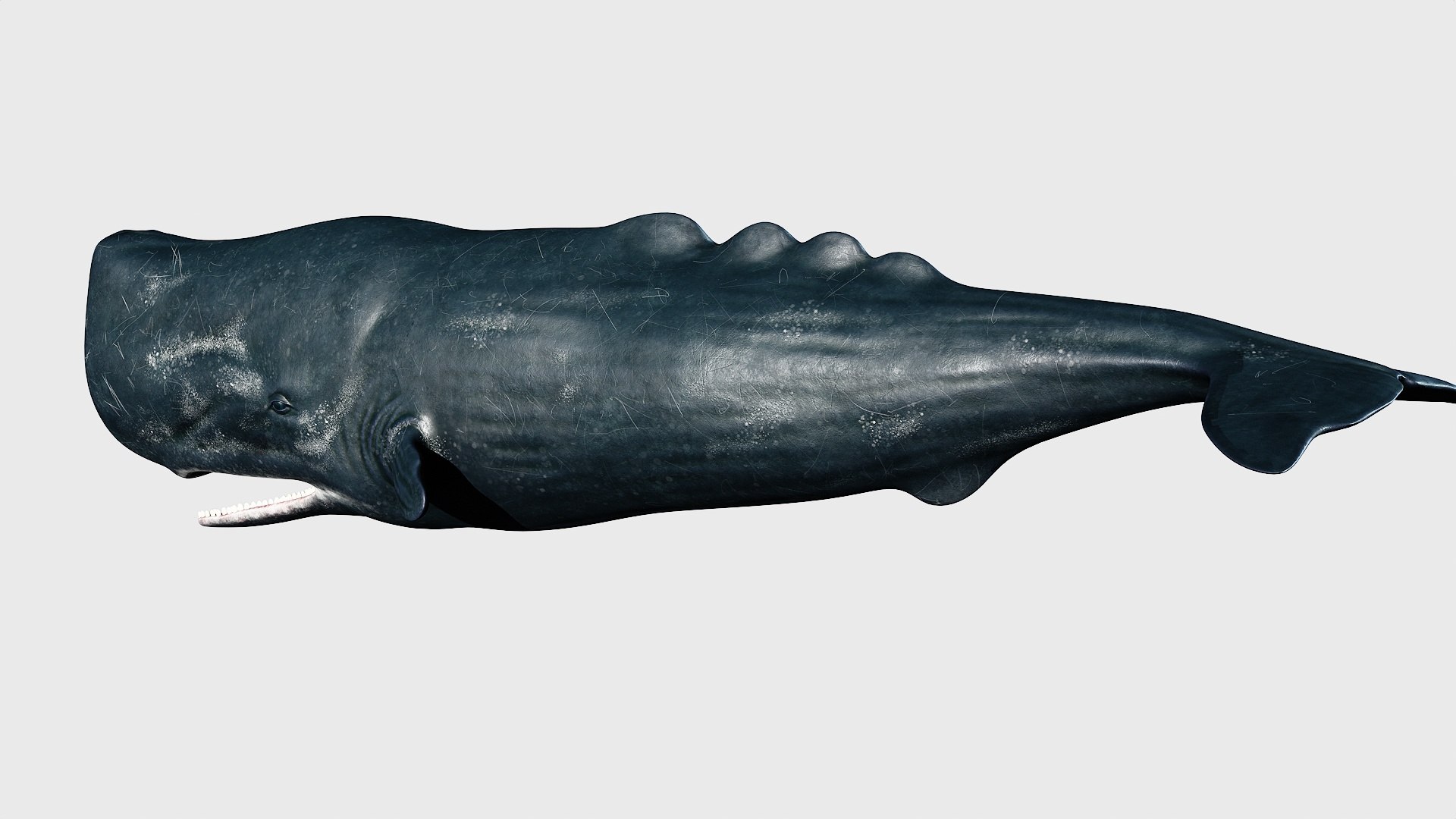 Sperm whale 3D model https://p.turbosquid.com/ts-thumb/Bv/q8f0DW/cN/1_maincamera16animation2final_fullquality_010/jpg/1746287075/1920x1080/fit_q87/8685b964daa2af0768f486c656b4f78d6dafdef0/1_maincamera16animation2final_fullquality_010.jpg