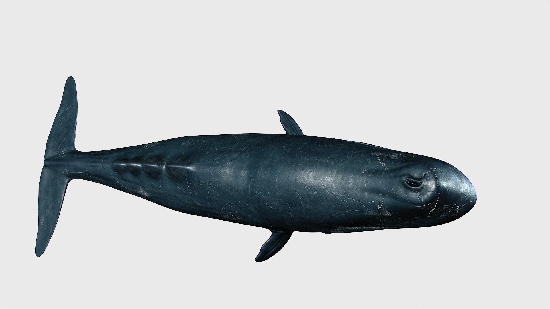 Sperm whale 3D model https://p.turbosquid.com/ts-thumb/Bv/q8f0DW/eS/1_maincamera16animation2final_fullquality_016/jpg/1746287079/1920x1080/fit_q87/7adaa9f0a0eee226e09071ddd09c024696c74724/1_maincamera16animation2final_fullquality_016.jpg