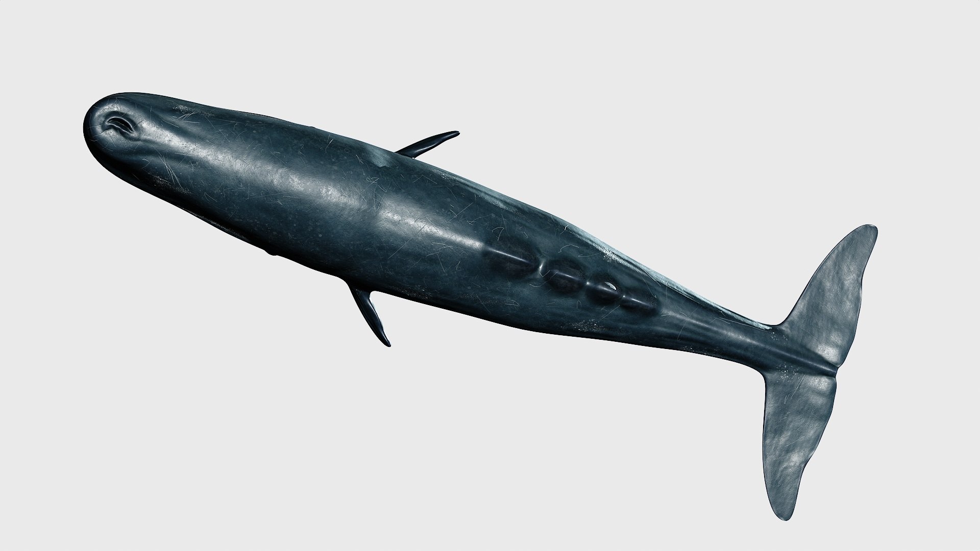 Sperm whale 3D model https://p.turbosquid.com/ts-thumb/Bv/q8f0DW/mm/1_maincamera16animation2final_fullquality_025/jpg/1746287084/1920x1080/fit_q87/6cd21d00b362ed6551f1e2beed6ece7bb2a728fb/1_maincamera16animation2final_fullquality_025.jpg