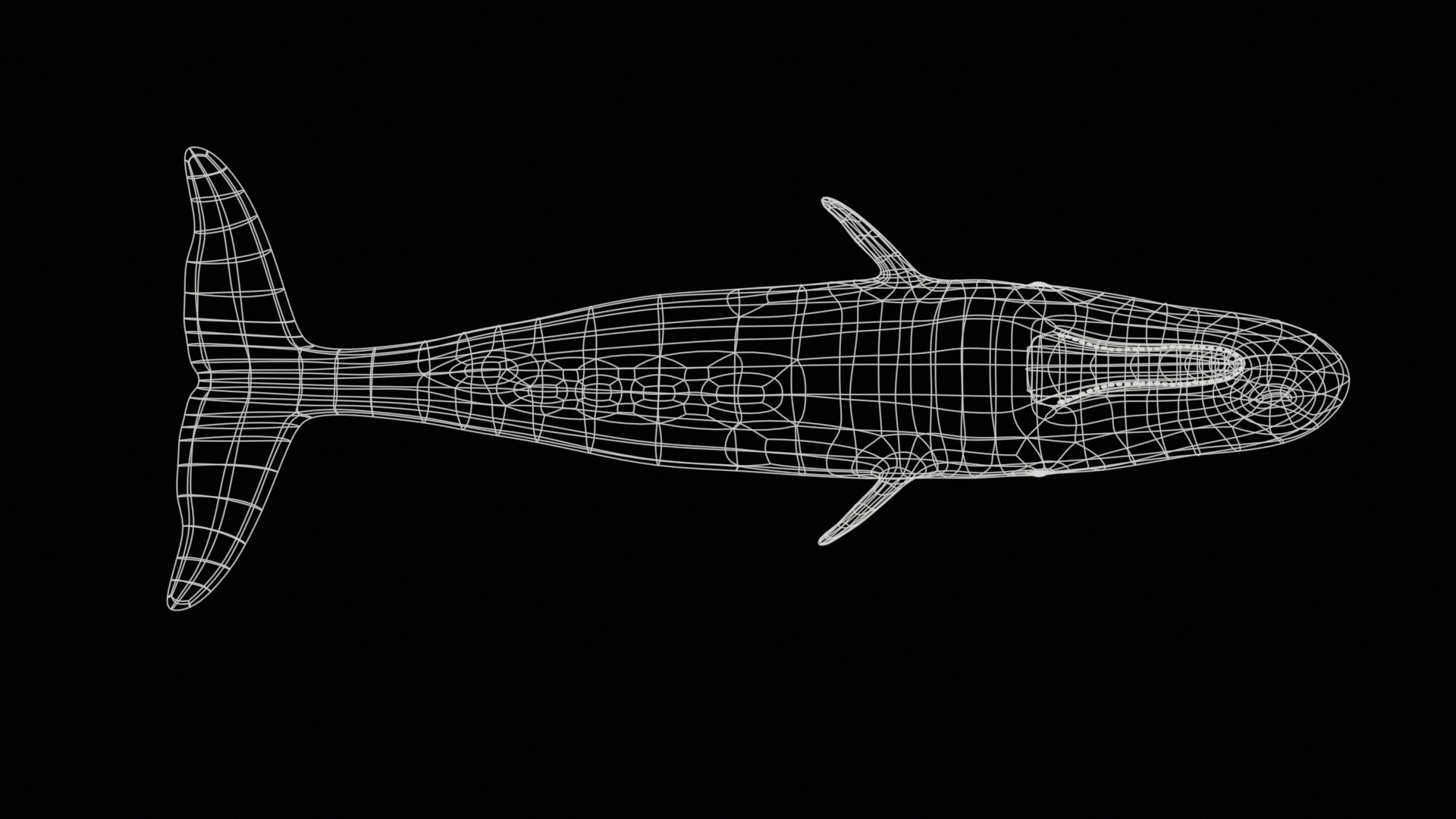 Sperm whale 3D model https://p.turbosquid.com/ts-thumb/Bv/q8f0DW/xp/1_maincamera16animation2final_wireframe_002/jpg/1746287089/1920x1080/fit_q87/7b235474366259506b9594ae1e7d74586a7e589c/1_maincamera16animation2final_wireframe_002.jpg