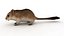 Cartoon Mouse
