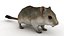Cartoon Mouse